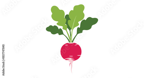 Brightly colored illustration of a single fresh red radish with vibrant green leaves and a root isolated on a white background.