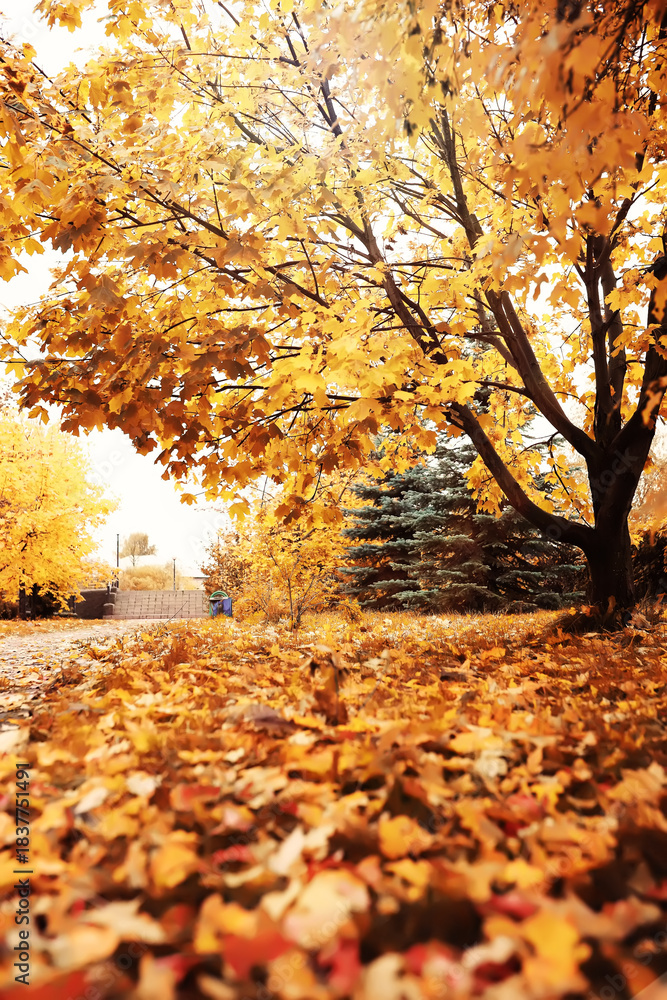 Naklejka premium Lively closeup of falling autumn leaves with vibrant backlight from the setting sun