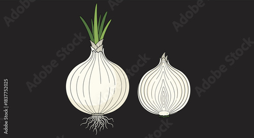 A detailed, vintage engraving-style illustration of a whole white onion with roots and a cross-section half on a dark background.