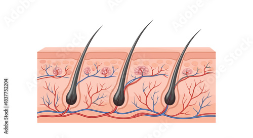 A detailed medical diagram illustrating a cross-section of the human skin, showing hair follicles, roots, and blood vessels.