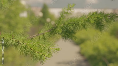 A fir branch, with its soft, green needles, is gently swaying in the breeze, creating a beautiful, blurry background.