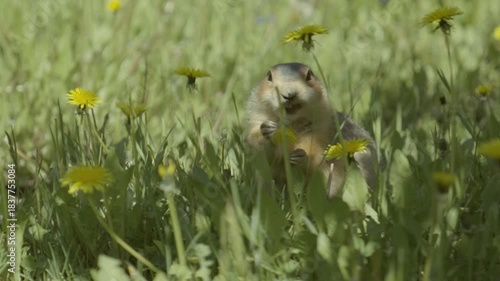 A funny gopher, in a field of dandelions, tears yellow flowers from the plants and eats them.