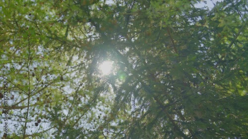 The branches of a fir tree, with cones, through which the rays of the sun shine. The branches sway gently in the breeze. 
