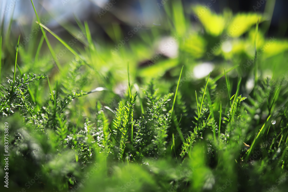 Obraz premium Close-Up of Lush Green Grass and Ferns in Natural Sunlight