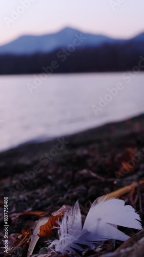 Wallpaper Mural 夜明けの湖の岸辺の風に吹かれる羽。背景のボケ。 Torontodigital.ca