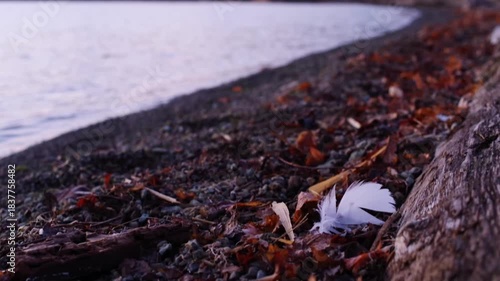 Wallpaper Mural 夜明けの湖の岸辺の風に吹かれる羽。背景のボケ。 Torontodigital.ca