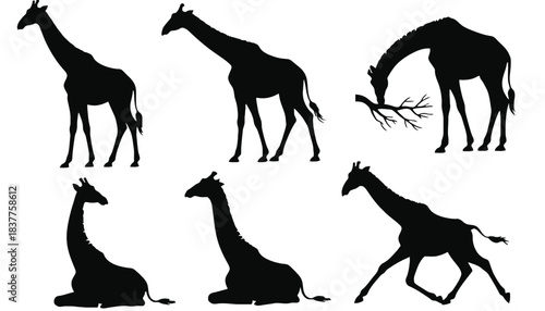 Silhouettes of giraffes in various poses against a white background.