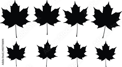 Maple leaf silhouettes, black botanical design, seasonal foliage art, autumn symbol, leaf shape comparison, nature illustration, decorative plant graphic