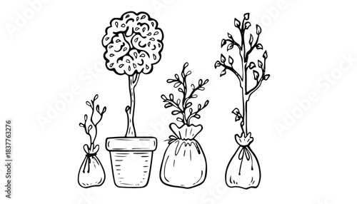Four potted plants are depicted in a line, with varying sizes and stages of growth.