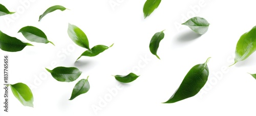 The Leaves Floating on a White Background in a Minimal Natural Composition with Soft Shadows