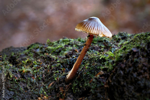 A close up low angle view of a common bonnet, Mycena galericulata, mushroom. It shows the single fungi growing out of lichen covered log.