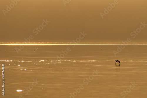 Wallpaper Mural 黄金色の雰囲気の黄昏の湖。一羽の水鳥が水面上を低く飛んでいる。 Torontodigital.ca