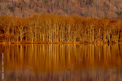 Wallpaper Mural 鏡の湖面に反射する葉の無い森の木々。 Torontodigital.ca