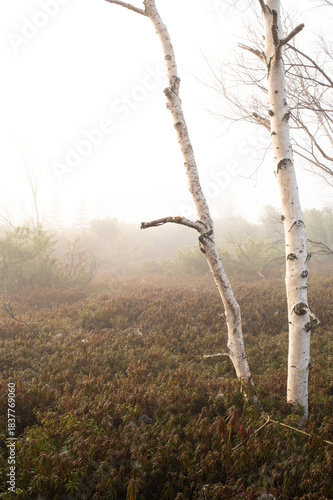 Wallpaper Mural 朝靄の森。白く霞む低木と白樺の風景。 Torontodigital.ca