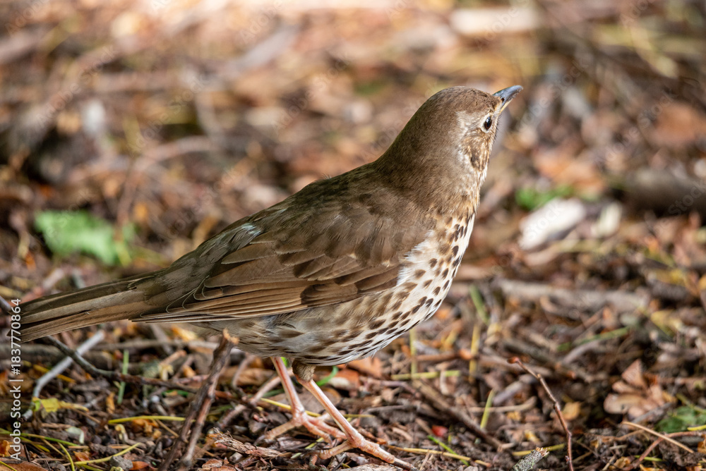 Obraz premium Song thrush bird