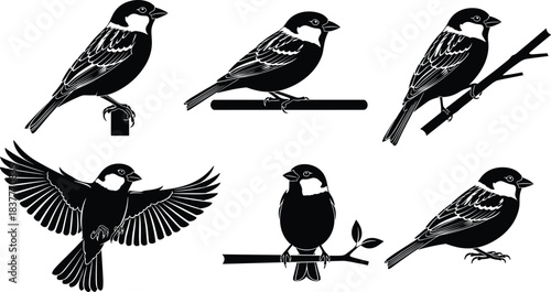 Sparrow silhouette vector, perched and flying poses, bird illustration set, black graphic art, nature themed clipart, branch details