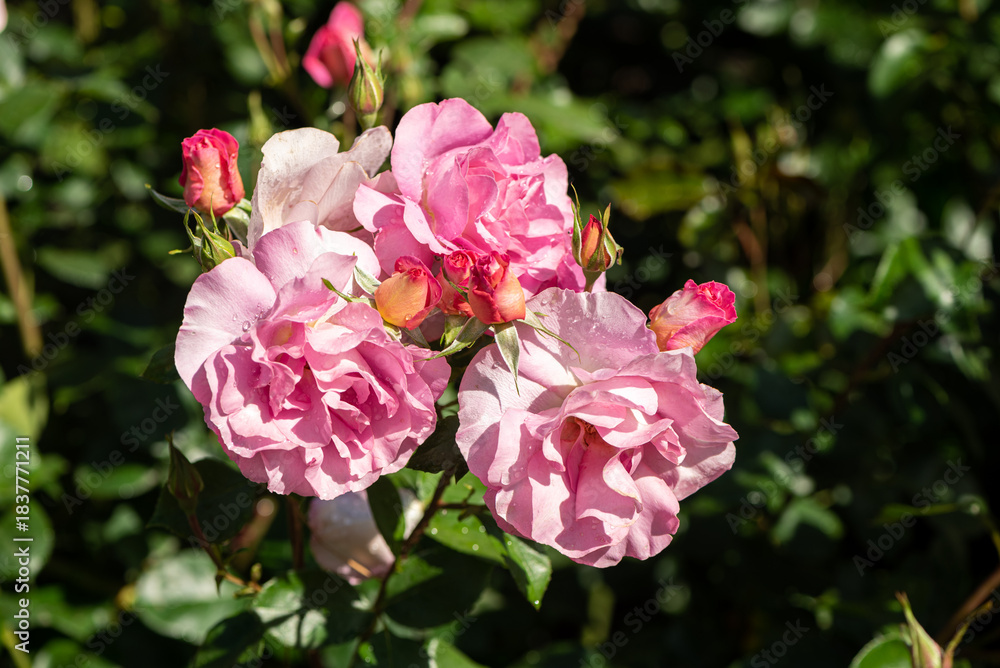 Obraz premium pink and white roses