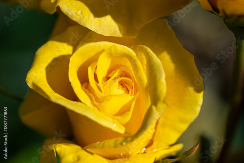yellow rose in the garden