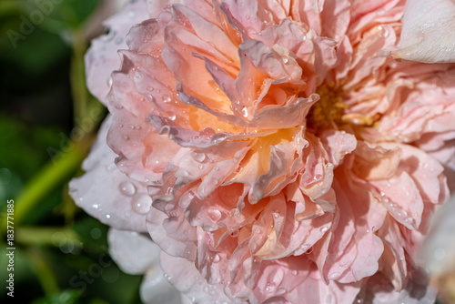 pink rose with water drops