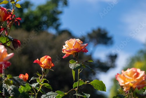 red and yellow roses