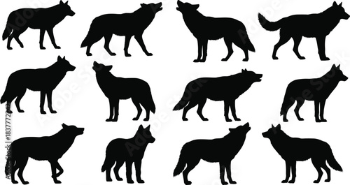 Wolf silhouette poses, animal vector illustration, wild canine clipart, black and white design, nature graphic, predator stance artwork