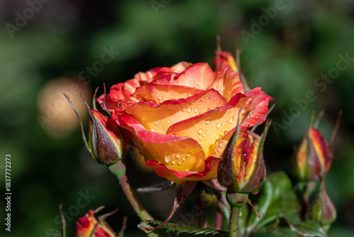 red and yellow roses with dew drops in the garden