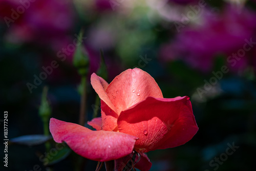 red rose in the garden