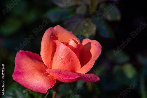 Orange roes in the garden