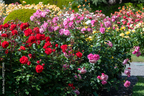 Roses in Christchurch rose garden
