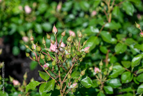 rose buds