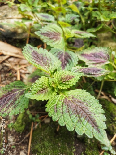 Wallpaper Mural very beautiful plants Torontodigital.ca