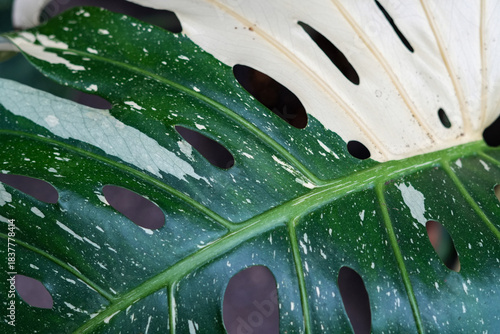 Green & White Monstera