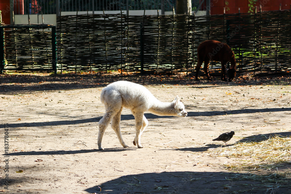 Obraz premium Alpaca Vicugna pacos white baby animal on farm.