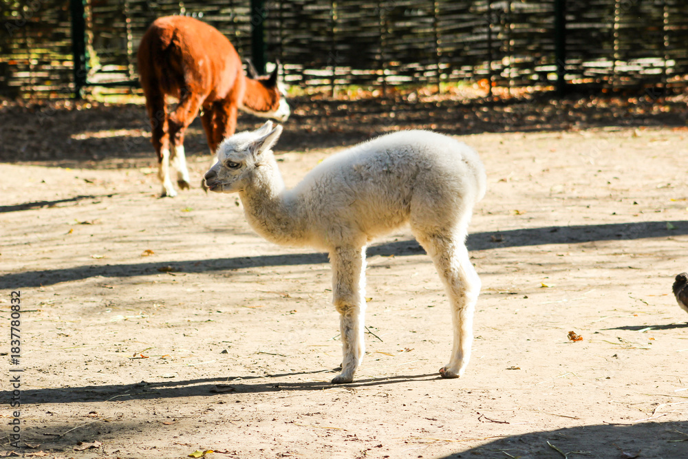 Fototapeta premium Alpaca Lama white baby animal on farm