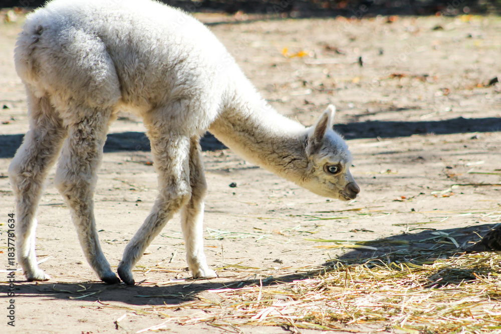 Obraz premium Alpaca Vicugna pacos white baby animal graze on farm