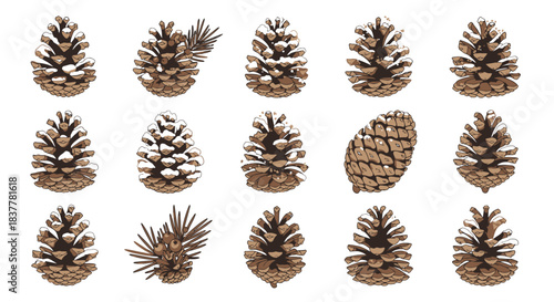 A collection of pine cones, some dusted with snow, displayed against a white background.