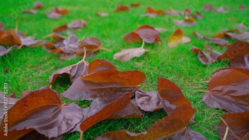 Fallen leaves on green grass, autumn close-up