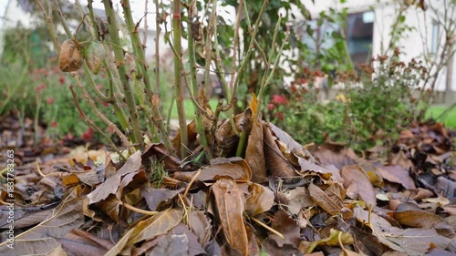 A bed of roses prepared for winter, close-up. Insulating roses from frost with fallen leaves