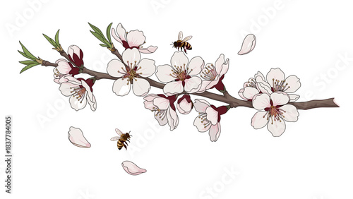 Cherry blossom branch with bees white