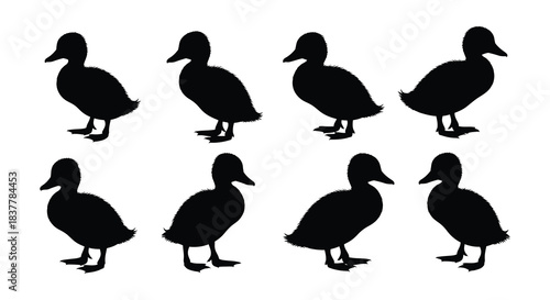 Black and white silhouettes of ducks in various poses and positions