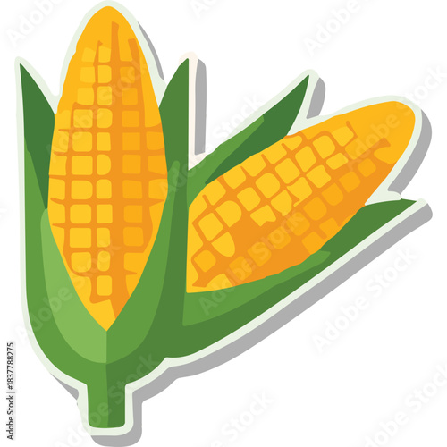 Two Ripe Corn on the Cob with Green Husks and Yellow Kernels on a White Background