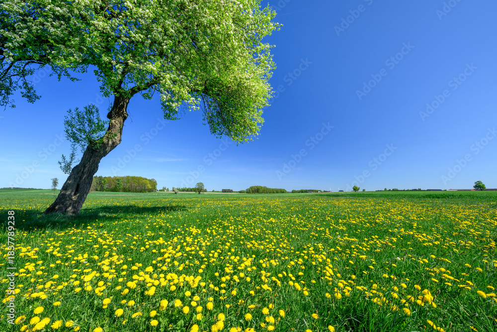 Obraz premium Lonely spring apple tree on the meadow