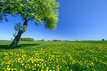 Fotobehang Groen Lonely spring apple tree on the meadow  © Piotr Krzeslak