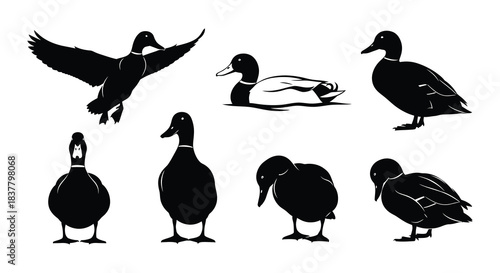 Black and white silhouettes of ducks in various poses and positions