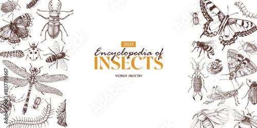 Insects horizontal banner vector with hand drawn creatures