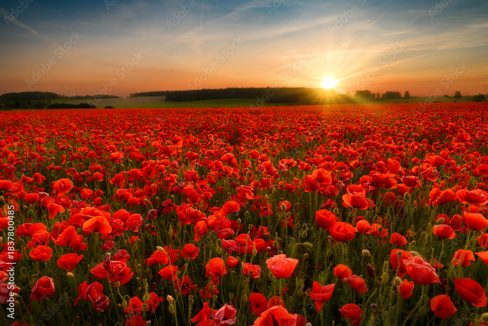 Obraz premium Beautiful summer sunset over poppy field