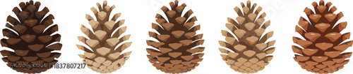 Five realistic detailed pine cones in various natural brown and tan shades vector illustration set isolated on white background for seasonal winter holiday Christmas nature design element.