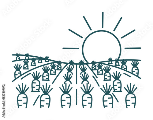 Agricultural landscape with rows of carrots. Sunny day for cultivation and harvest.