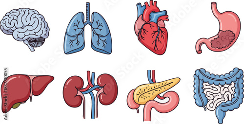 A complete colorful set of human organs for medical and biology education and design