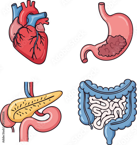 A set of colorful human organs: heart, stomach, pancreas, and intestines for medical design